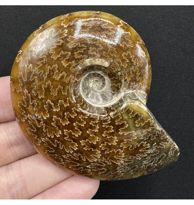 Polished Cretaceous Ammonite from Madagascar (SKU A3770):- Cleoniceras (Aioloceras) besairiei