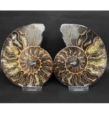 Polished Cretaceous Ammonite Pair from Madagascar (SKU A4976):- Cleoniceras (Aioloceras) besairiei