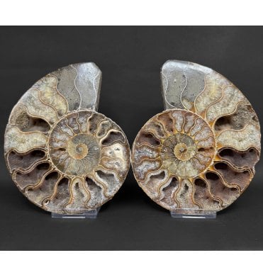 Polished Cretaceous Ammonite Pair from Madagascar (SKU A4978):- Cleoniceras (Aioloceras) besairiei