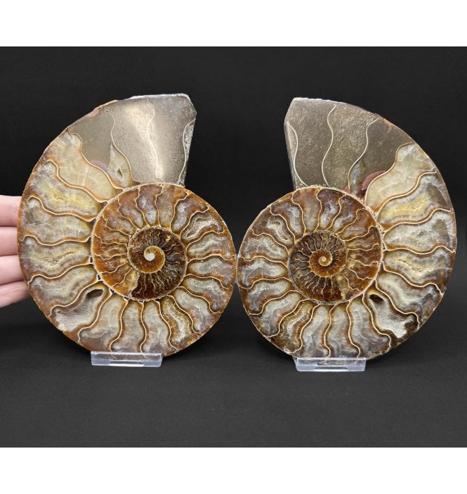 Polished Cretaceous Ammonite Pair from Madagascar (SKU A5076):- Cleoniceras (Aioloceras) besairiei