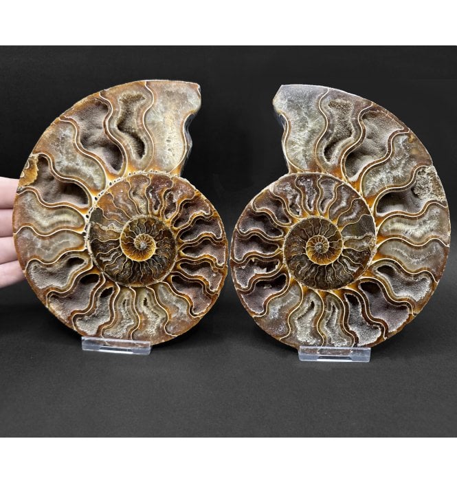 Polished Cretaceous Ammonite Pair from Madagascar (SKU A5077):- Cleoniceras (Aioloceras) besairiei