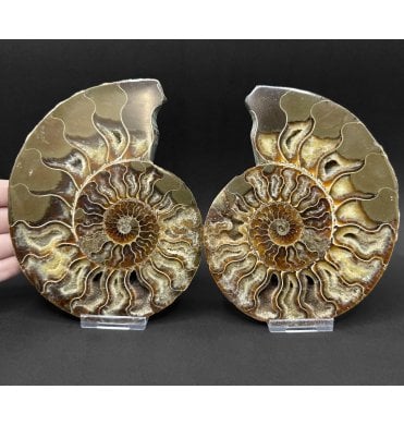 Polished Cretaceous Ammonite Pair from Madagascar (SKU A5079):- Cleoniceras (Aioloceras) besairiei