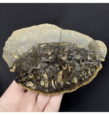 Polished Eocene Fossil Shipworm (Teredinid) in Fossil Drift Wood from Isle of Sheppey, England (SKU OF4463:- Teredolites longissimus