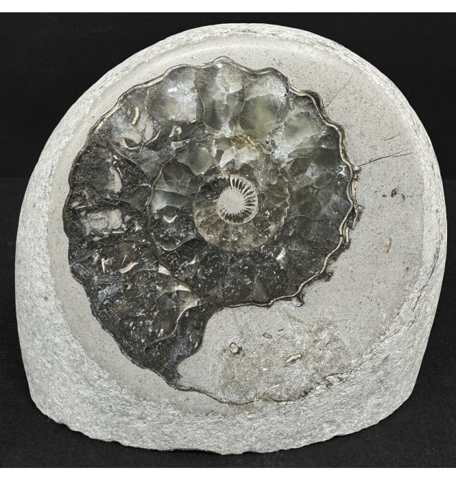 Polished Green Ammonite Bed, Lower Lias, Lower Jurassic Ammonite from Charmouth, Dorset, England (SKU A4889)