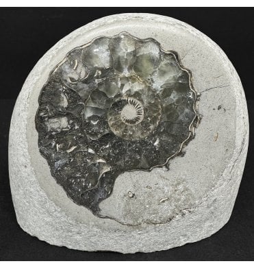 Polished Green Ammonite Bed, Lower Lias, Lower Jurassic Ammonite from Charmouth, Dorset, England (SKU A4889)