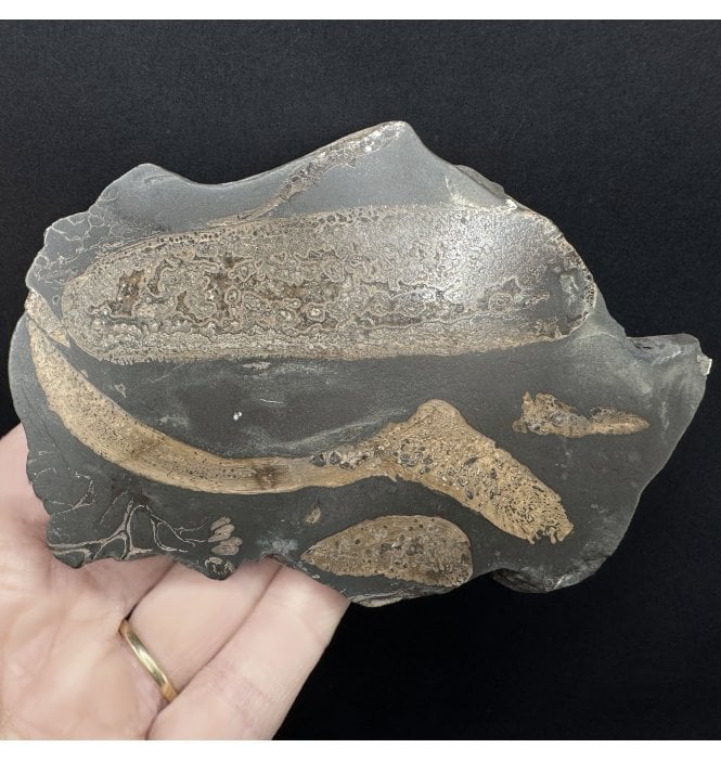 Polished Lower Jurassic Upper Lias ‘Sturgeon Like’ Fossil Fish Bone from Whitby, North Yorkshire, England (SKU V8371):- Gyrosteus miribilis
