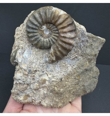 Polished Lower Lias, Lower Jurassic Ammonite from Scunthorpe, England (SKU A3943):- Aegasteroceras saggitarium