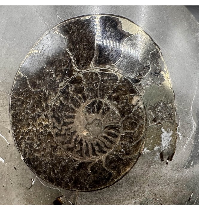 Polished Upper Lias, Lower Jurassic Ammonite from Port Mulgrave, Whitby, North Yorkshire, England (SKU A3665):- Hildoceras sp.