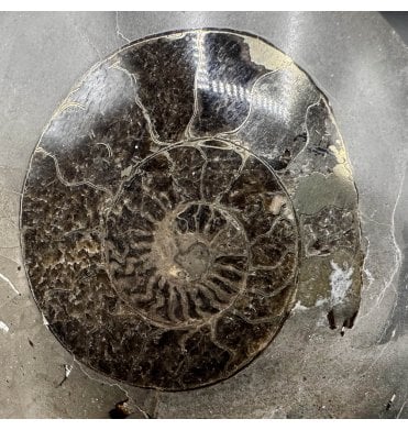 Polished Upper Lias, Lower Jurassic Ammonite from Port Mulgrave, Whitby, North Yorkshire, England (SKU A3665):- Hildoceras sp.