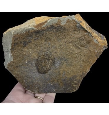Positive and Negative British Ordovician Trilobite from Builth Wells, Wales (SKU T1079):- Ogyginus corndensis