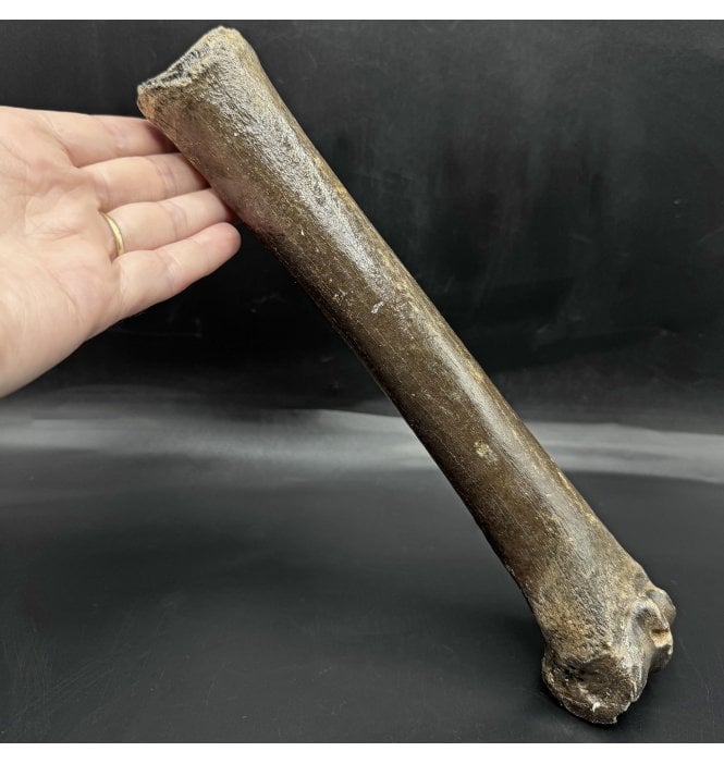 Primitive Fossil Horse Toe Bone (Phalanges) from the North Sea (SKU V7686):- Equus caballus