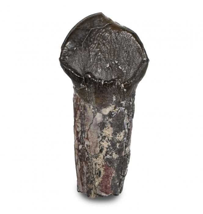 Primitive Fossil Pantodont Tooth from the Lower Eocene, Wyoming, USA (SKU V9259):- Coryphodon eocaenus