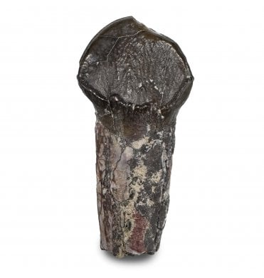 Primitive Fossil Pantodont Tooth from the Lower Eocene, Wyoming, USA (SKU V9259):- Coryphodon eocaenus