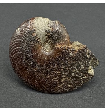 Pyritised Toarcian Ammonite from France (SKU A4518):- Polyplectus discoides