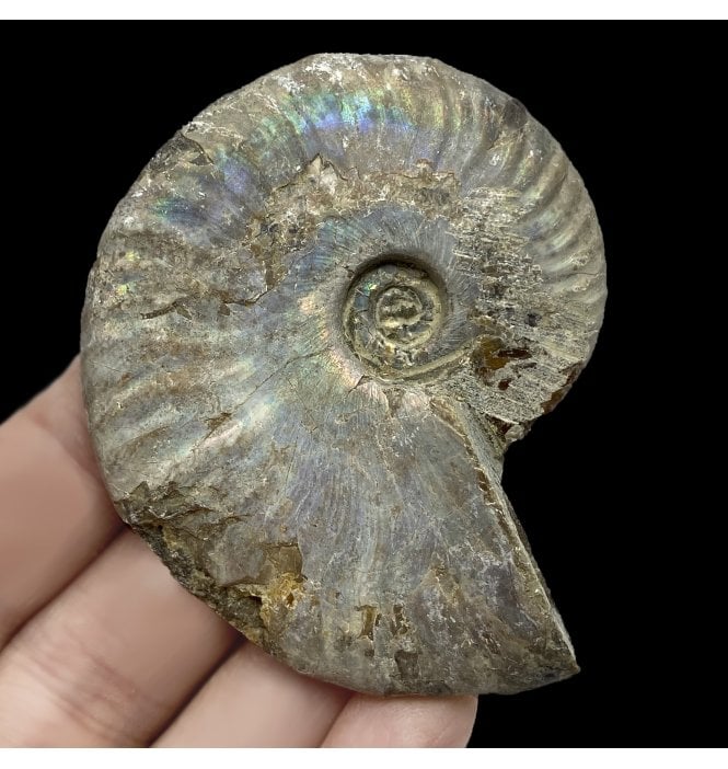 Rainbow Iridescent Albian, Middle Cretaceous Ammonite from Madagascar (SKU A2596):- Cleoniceras besairiei
