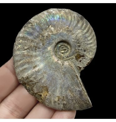 Rainbow Iridescent Albian, Middle Cretaceous Ammonite from Madagascar (SKU A2596):- Cleoniceras besairiei