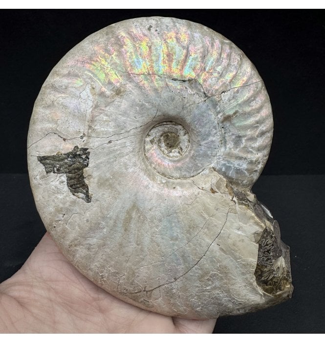 Rainbow Iridescent Cretaceous Ammonite from Madagascar (SKU A3878):- Cleoniceras besairiei