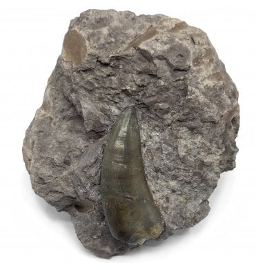 Rare 1.25 Inch Genuine Jurassic Megalosaurid Tooth from Colorado, USA (SKU V5771):- Marshosaurus bicentesimus