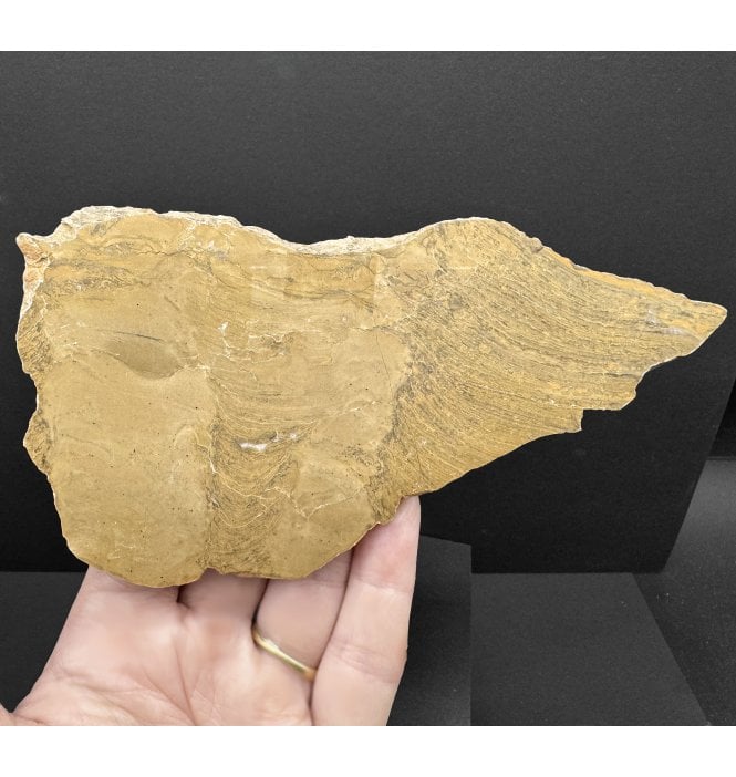 Rare 1.88 Ga - Palaeoproterozoic, Precambrian Stromatolite from Canada (SKU OF3638):- Kussiella cf. kussiensis