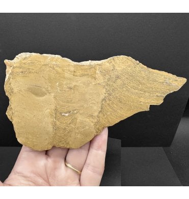 Rare 1.88 Ga - Palaeoproterozoic, Precambrian Stromatolite from Canada (SKU OF3638):- Kussiella cf. kussiensis