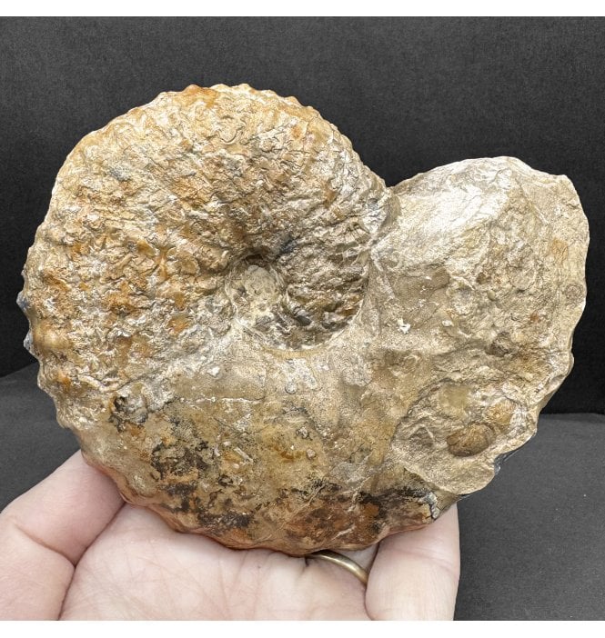 Rare Albian, Late Cretaceous Heteromorph Ammonite from Hungary (SKU A4414):- Stoliczkaia dispar