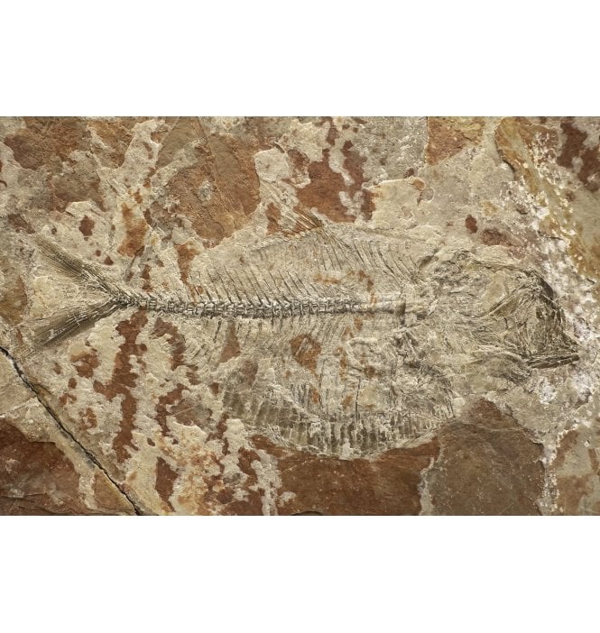Rare Albian, Lower Cretaceous Fossil Fish from Mexico (SKU V5976):- Paraclupea seilachari