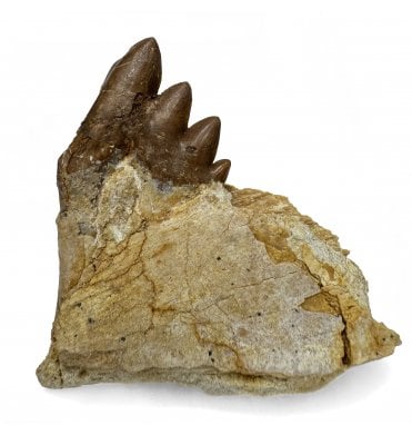 Rare Archaeocete (Primitive Whale) Tooth from the Upper Eocene of Morocco, North Africa (SKU V9282):- Basilosaurus (Zeuglodon) cf. isis