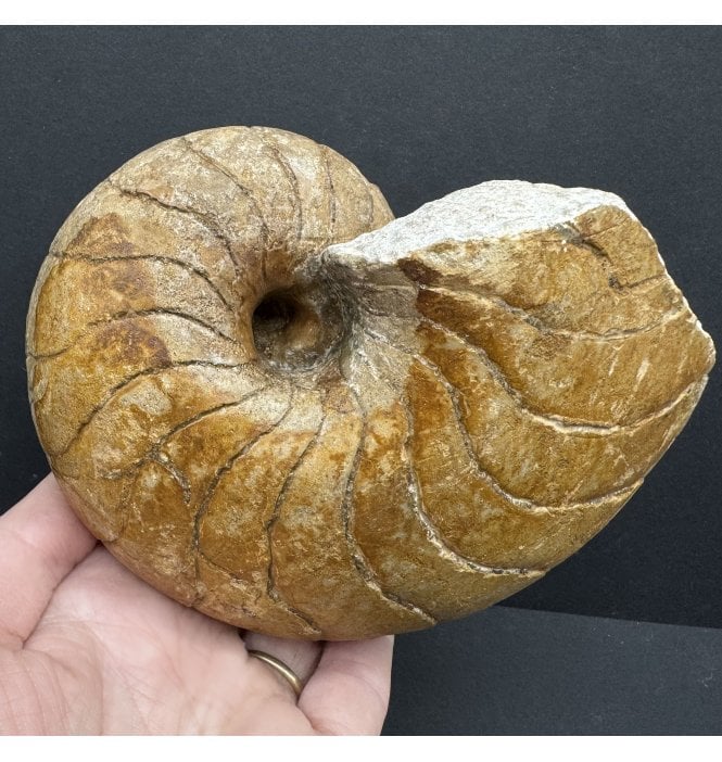 Rare Bajocian, Middle Jurassic Nautilus from France (SKU OF3388):- Cenoceras inornatum