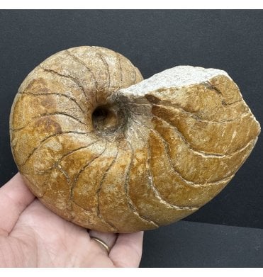 Rare Bajocian, Middle Jurassic Nautilus from France (SKU OF3388):- Cenoceras inornatum