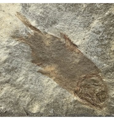 Rare Bear Gulch Formation Fossil Fish from the Lower Carboniferous, USA (SKU V8323):- Actinopterygii