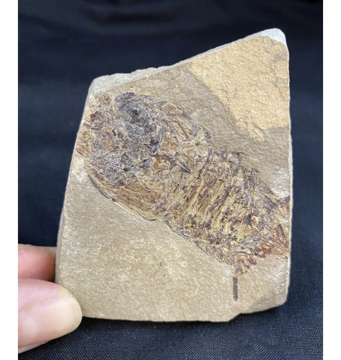 Rare Bear Gulch Formation Mantis Shrimp Precursor, Lower Carboniferous, USA (SKU OF1188):- Permecturus rapax