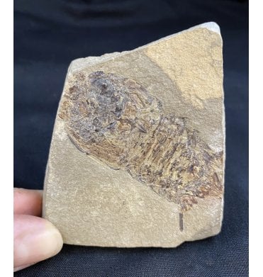 Rare Bear Gulch Formation Mantis Shrimp Precursor, Lower Carboniferous, USA (SKU OF1188):- Permecturus rapax