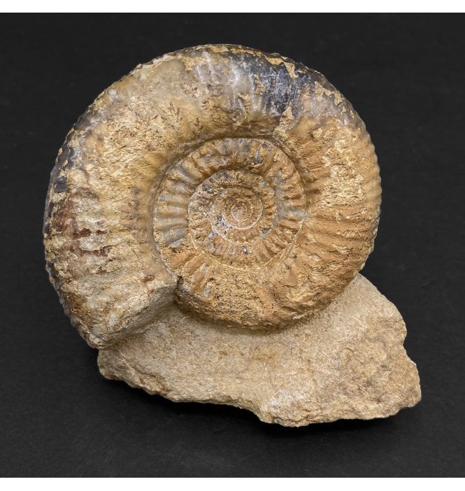 Rare British Bajocan, Middle Jurassic Ammonite from Burton Bradstock, Dorset, England (SKU A3135):- Bigotites (Prorsisphinctes) pseudomartinisi