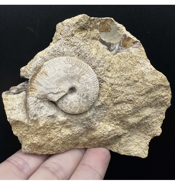 Rare British Bajocan, Middle Jurassic Ammonite from Burton Bradstock, Dorset, England (SKU A3515):- Oppelia fallax