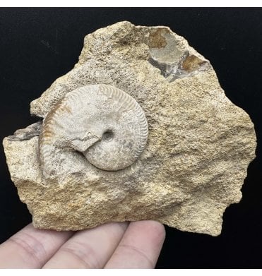 Rare British Bajocan, Middle Jurassic Ammonite from Burton Bradstock, Dorset, England (SKU A3515):- Oppelia fallax