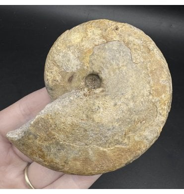 Rare British Bajocan, Middle Jurassic Ammonite from Burton Bradstock, Dorset, England (SKU A3593):- Oppelia fallax