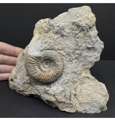Rare British Bajocan, Middle Jurassic Ammonite from Burton Bradstock, Dorset, England (SKU A3724):- Bigotites (Prorsisphinctes) pseudomartinisi
