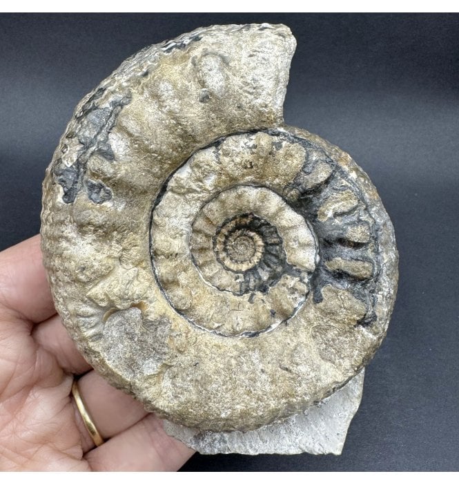 Rare British Bajocan, Middle Jurassic Ammonite from Burton Bradstock, Dorset, England (SKU A4364):- Bigotites (Prorsisphinctes) pseudomartinisi
