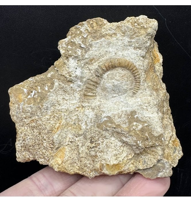 Rare British Bajocan, Middle Jurassic Heteromorphic Ammonite from Burton Bradstock, Dorset, England (SKU A3632):- Spiroceras annulatum