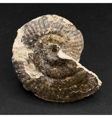 Rare British Bajocian, Middle Jurassic Ammonite from Burton Bradstock, Dorset, England (SKU A3141):- Strigoceras truelli
