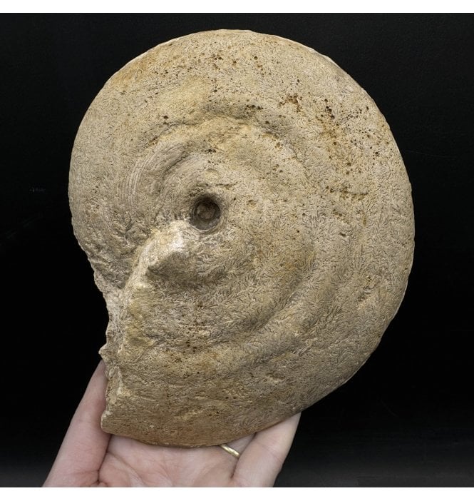 Rare British Bajocian, Middle Jurassic Ammonite from Burton bradstock, Dorset, England (SKU A3345):- Strigoceras truellei
