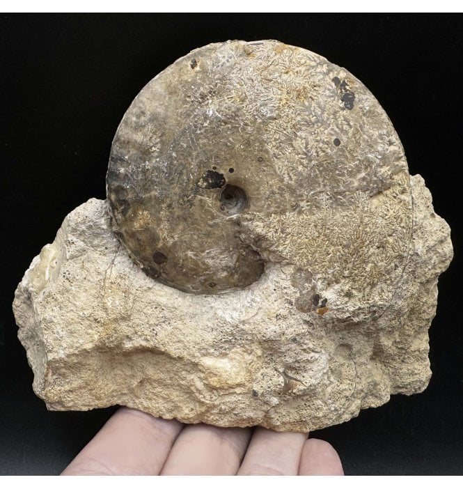 Rare British Bajocian, Middle Jurassic Ammonite from Burton Bradstock, Dorset, England (SKU A3522):- Strigoceras strigifer