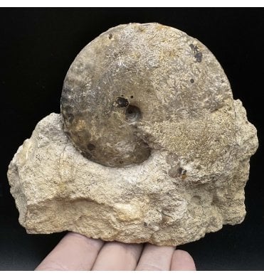 Rare British Bajocian, Middle Jurassic Ammonite from Burton Bradstock, Dorset, England (SKU A3522):- Strigoceras strigifer