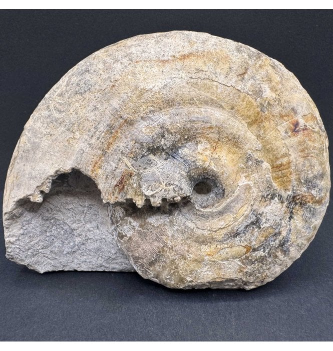 Rare British Bajocian, Middle Jurassic Ammonite from Burton Bradstock, Dorset, England (SKU A4095):- Strigoceras truelli