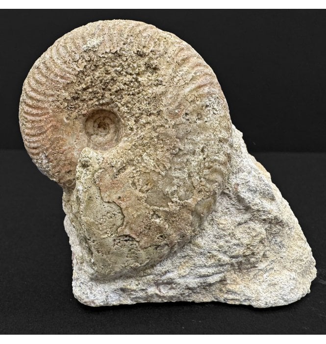 Rare British Bajocian, Middle Jurassic Ammonite from Burton Bradstock, Dorset, England (SKU A4788):- Oppelia fallax