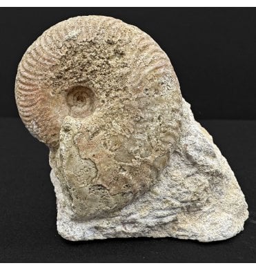 Rare British Bajocian, Middle Jurassic Ammonite from Burton Bradstock, Dorset, England (SKU A4788):- Oppelia fallax