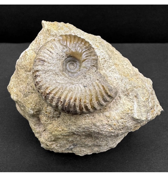 Rare British Bajocian, Middle Jurassic Ammonite from Oborne, Dorset, England (SKU A4545):- Poecilomorphus angulinus