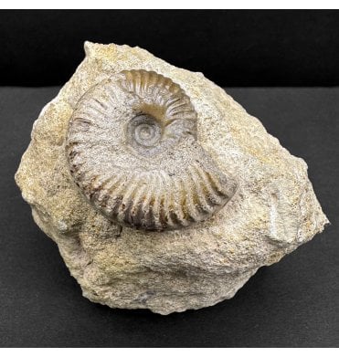 Rare British Bajocian, Middle Jurassic Ammonite from Oborne, Dorset, England (SKU A4545):- Poecilomorphus angulinus