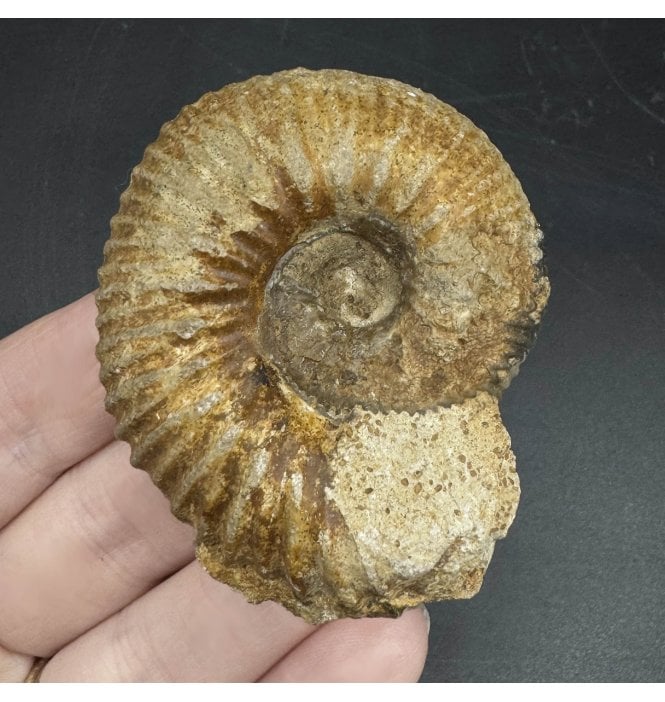Rare British Bajocian, Middle Jurassic Ammonite from Sherbourne, Dorset, England (SKU A3625):- Otoites contractus