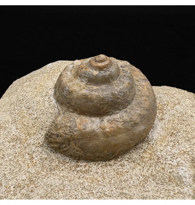 Rare British Bajocian, Middle Jurassic Gastropod (Slit Shell) from Broadwindsor, Dorset, England (SKU OF2780):- Pleurotomaria sp.